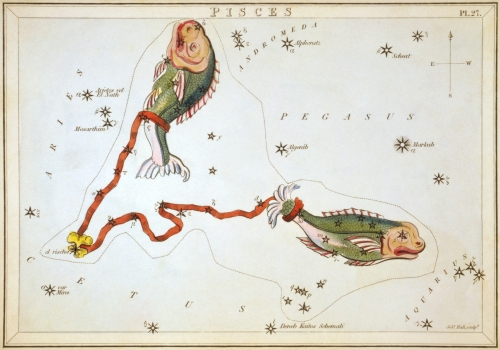 illustration of fish in the sky representing the constellation Pisces